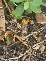 Bulimulus guadalupensis