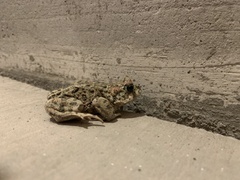 Anaxyrus boreas halophilus