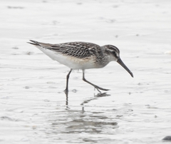 Calidris falcinellus