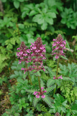 Pedicularis refracta transmorrisonensis