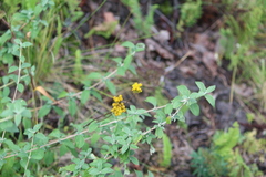 Alloispermum