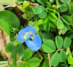 Commelina benghalensis