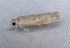 Culladia hastiferalis