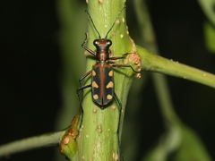 Cosmodela aurulenta