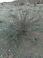 Hoffmannseggia microphylla