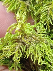 Hylocomium splendens