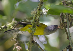 Cnemoscopus rubrirostris