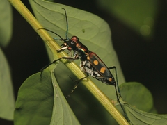 Cosmodela aurulenta