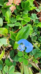 Commelina benghalensis