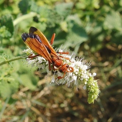 Hemipepsis mauritanica