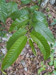 Annonaceae
