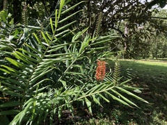 Hedychium coccineum