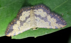 Idaea phaeocrossa