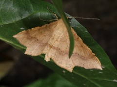 Krananda falcata