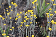 Helichrysum aureonitens