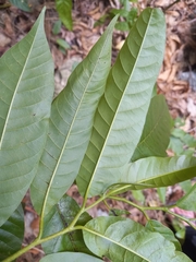 Annonaceae