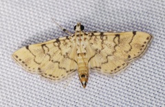 Lamprosema tampiusalis