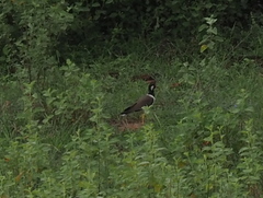 Vanellus indicus