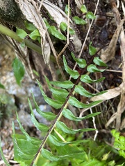 Asplenium polyodon