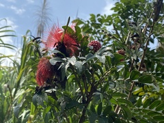 Calliandra