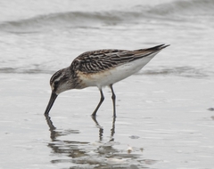 Calidris falcinellus