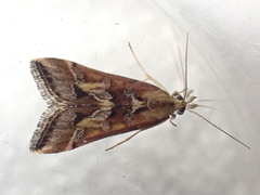 Diasemia