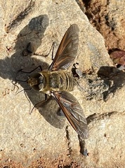 Poecilanthrax lucifer