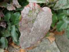 Erysiphe berberidis