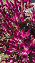 Celosia