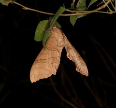 Marumba dyras