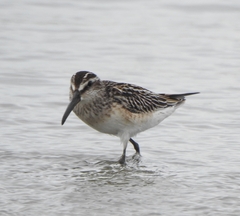 Calidris falcinellus