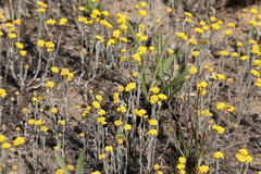 Helichrysum aureonitens