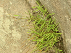 Pogonatherum crinitum