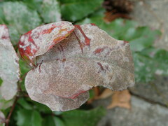 Erysiphe berberidis