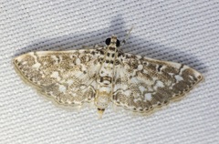 Metoeca nymphulalis