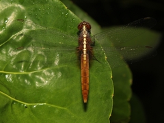 Rhodothemis rufa
