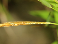 Pogonatherum crinitum