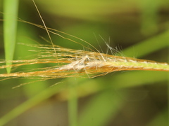 Pogonatherum crinitum