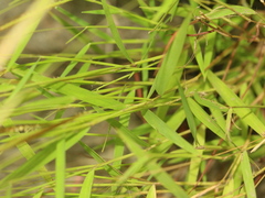 Pogonatherum crinitum