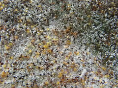 Erysiphe berberidis