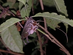 Acalolepta rusticatrix