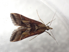 Diasemia