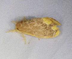 Orvasca subnotata