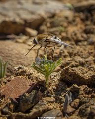 Heterostylum robustum