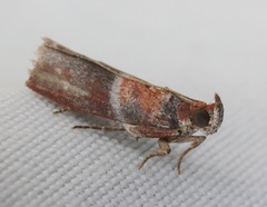 Ptyomaxia swinhoeella
