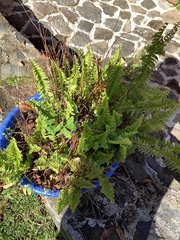 Myriopteris myriophylla