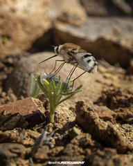 Heterostylum robustum