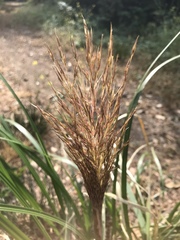 Cortaderia jubata