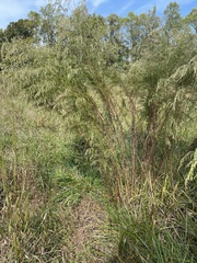 Eupatorium compositifolium