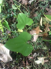 Dioscorea polystachya